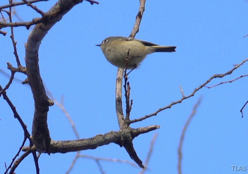 Ruby-crowned Kinglet 011208 035